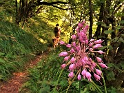 26 Aglio grazioso (Allium cirrhosum)